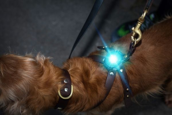 Orbiloc Dog Dual - The safety light